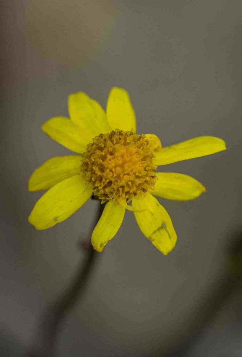 Senecio parentalis