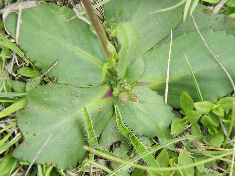 Senecio parentalis photo 2