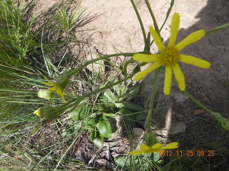 Senecio parentalis photo 3