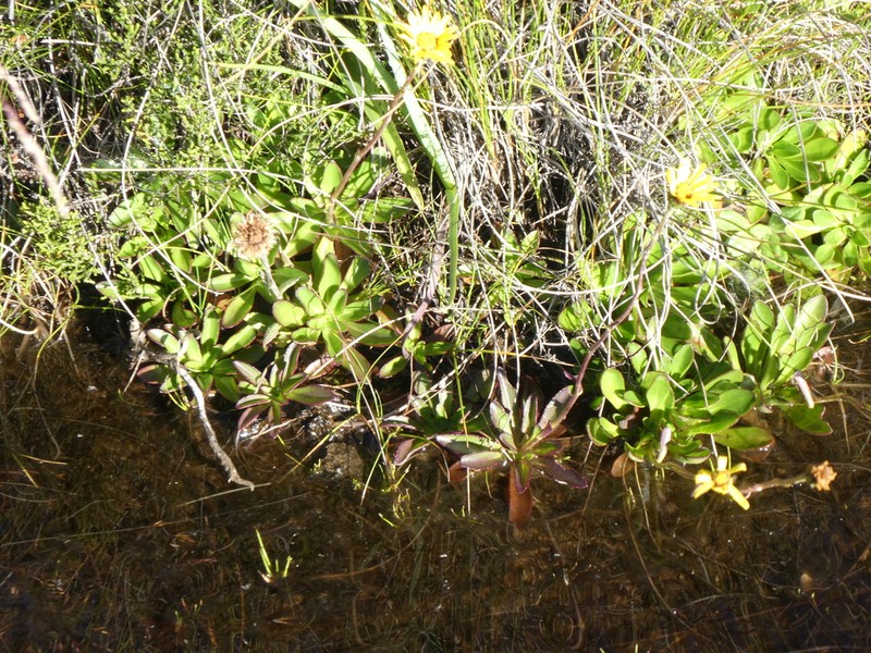 Senecio parentalis photo 4
