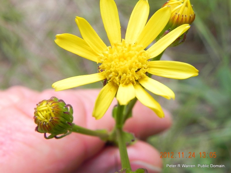 Senecio parentalis photo 6
