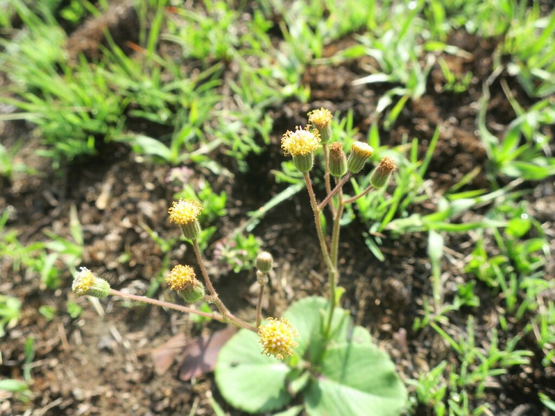 Senecio parentalis photo 7