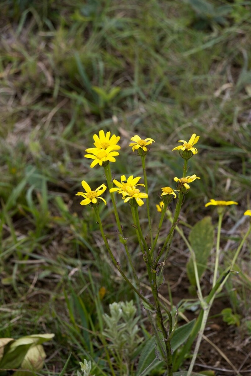 Senecio parentalis photo 8