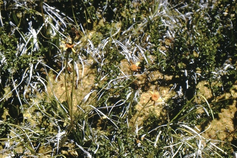 Senecio parodii