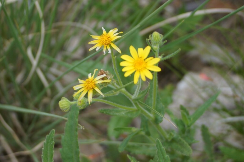 Mountain Ragwort
