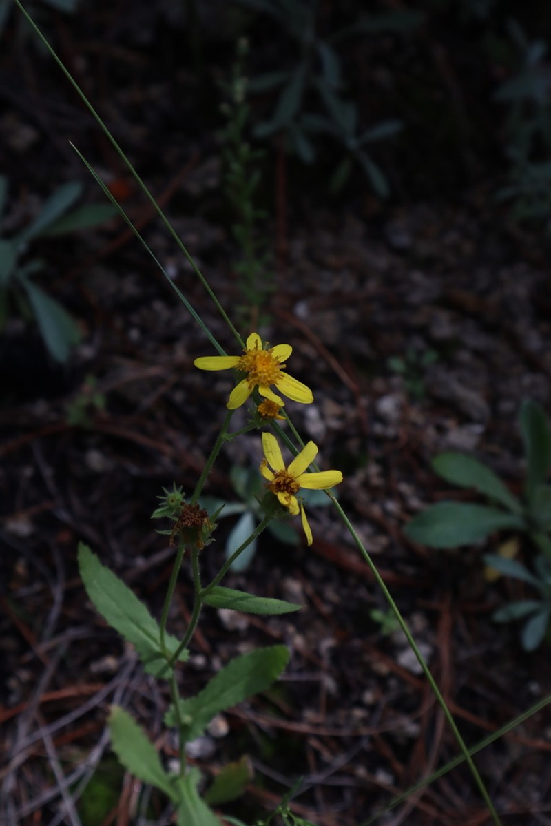 Mountain Ragwort photo 2