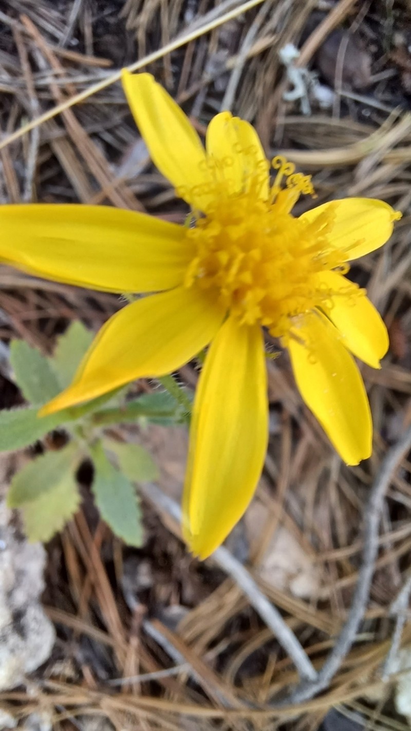 Mountain Ragwort photo 3