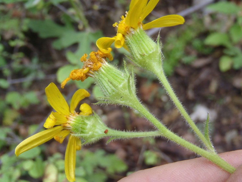 Mountain Ragwort photo 4