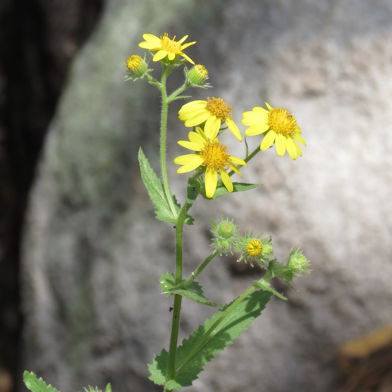 Mountain Ragwort photo 5
