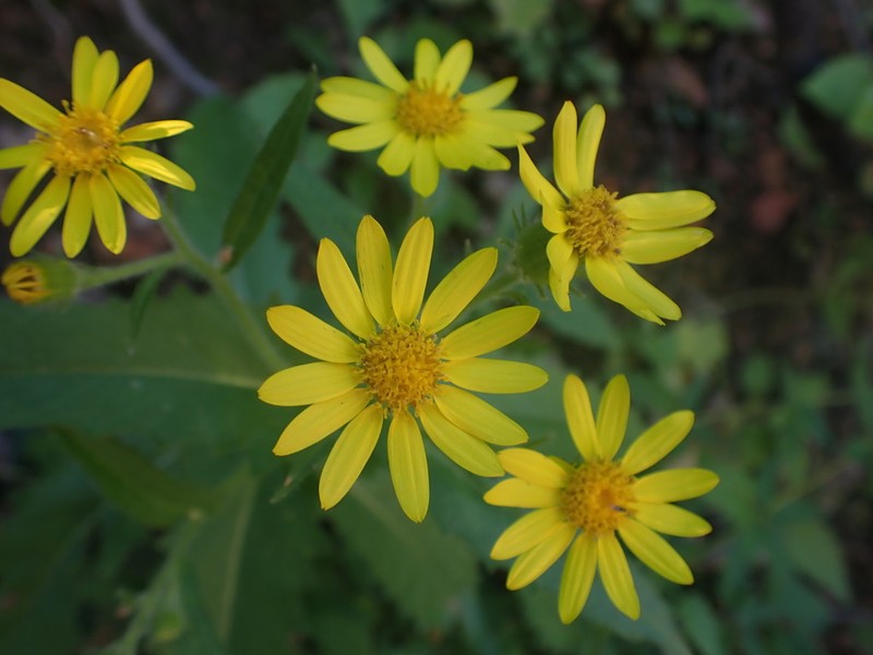 Mountain Ragwort photo 6