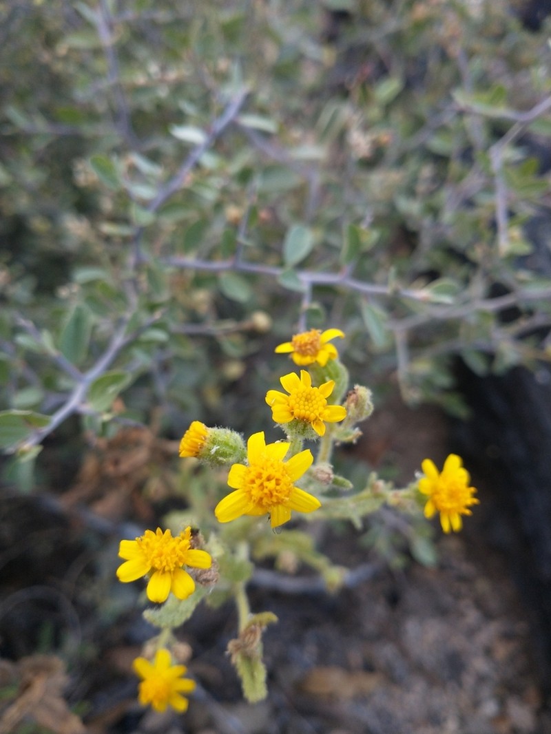 Mountain Ragwort photo 7