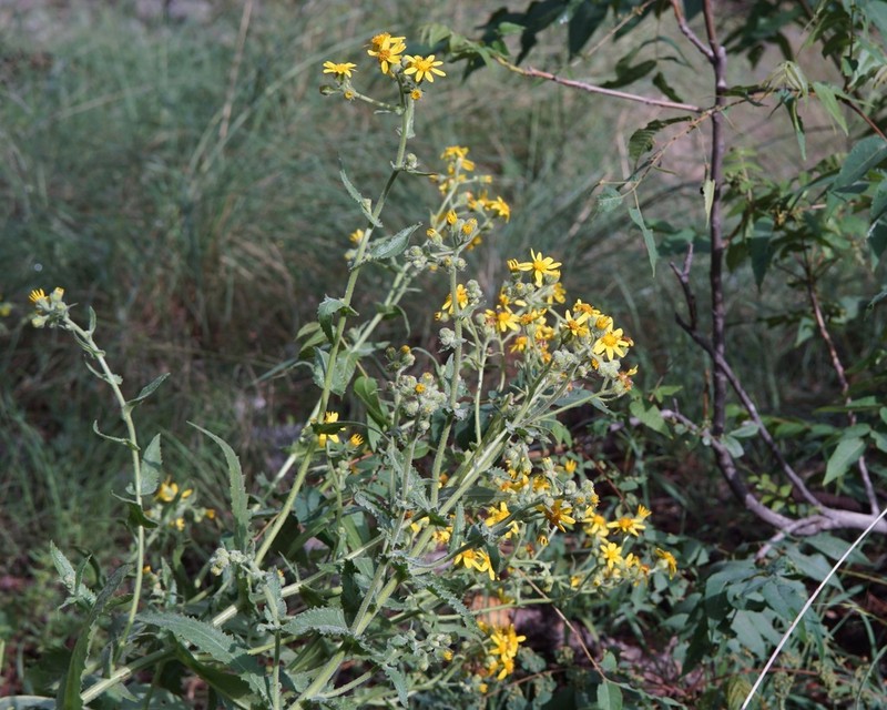 Mountain Ragwort photo 8