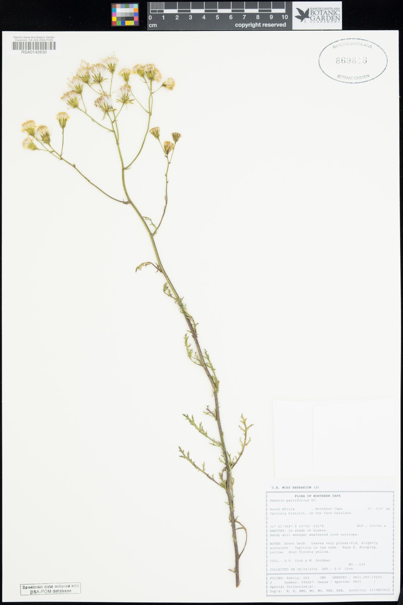Senecio parvifolius