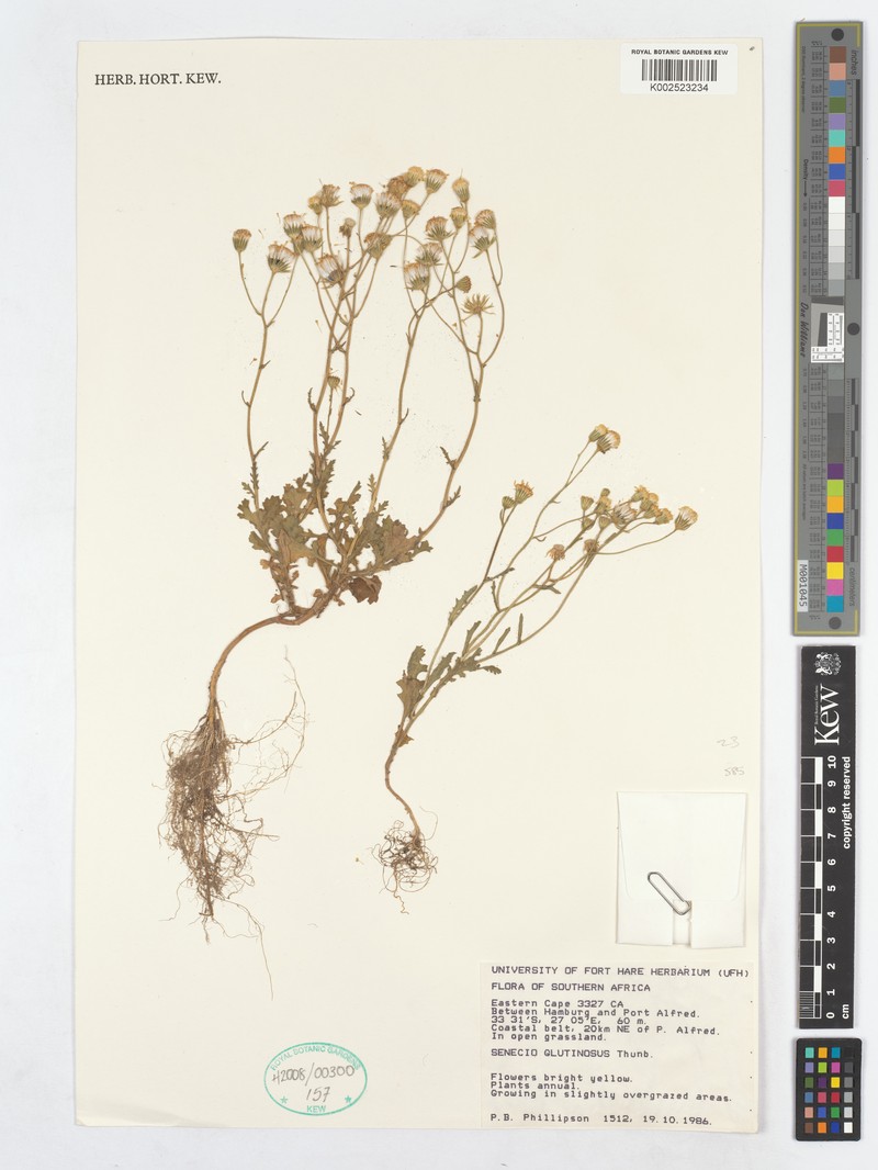 Senecio parvifolius photo 2