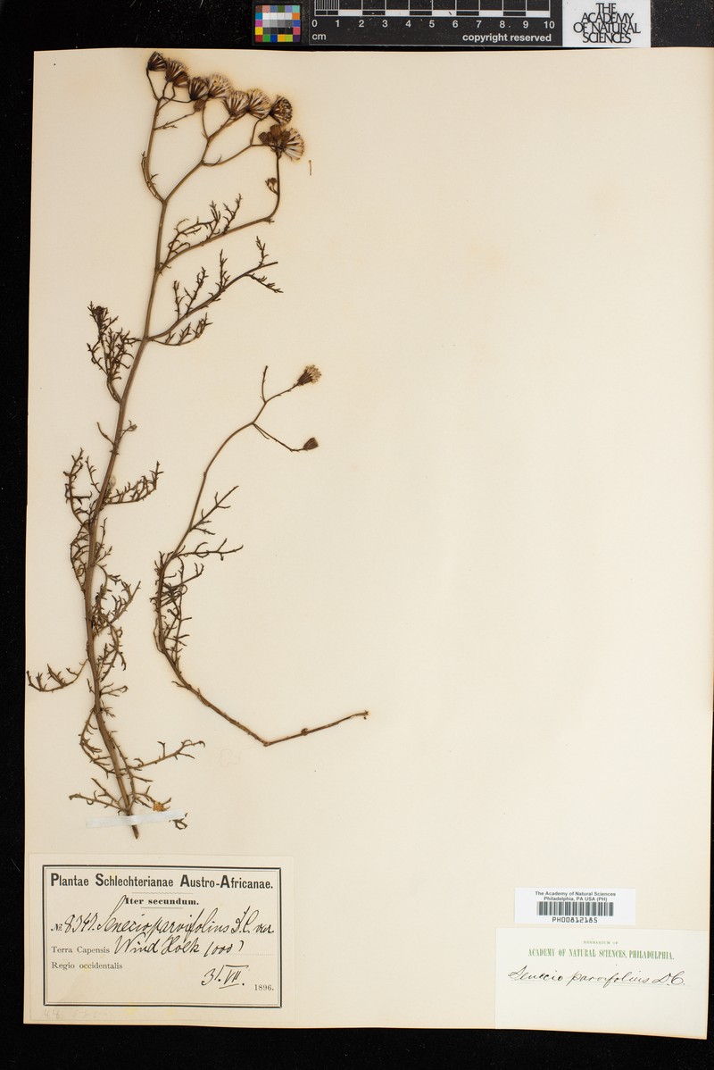 Senecio parvifolius photo 3