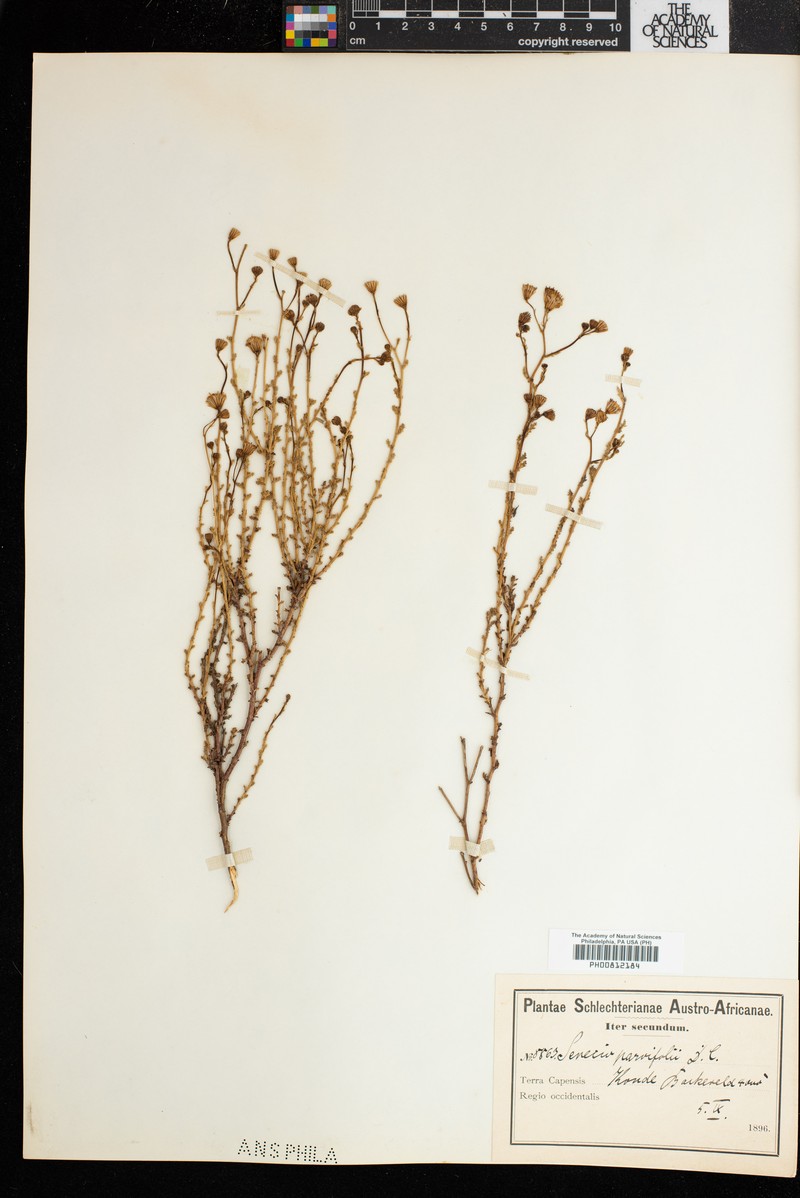 Senecio parvifolius photo 4