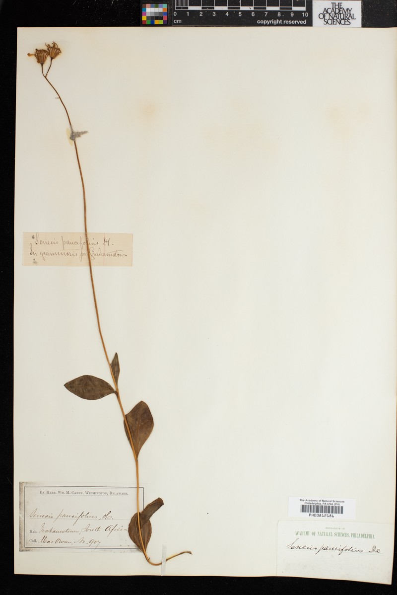 Senecio parvifolius photo 5