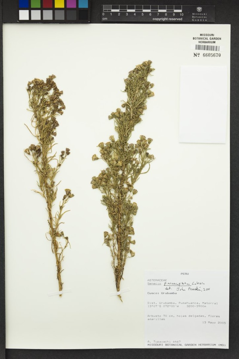 Senecio parvocapitatus