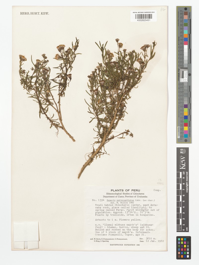 Senecio parvocapitatus photo 4