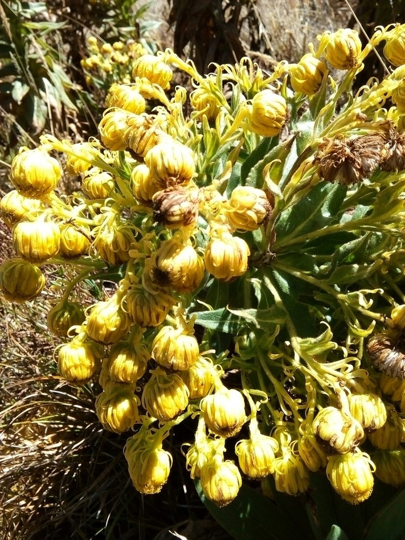 Senecio pascuiandinus