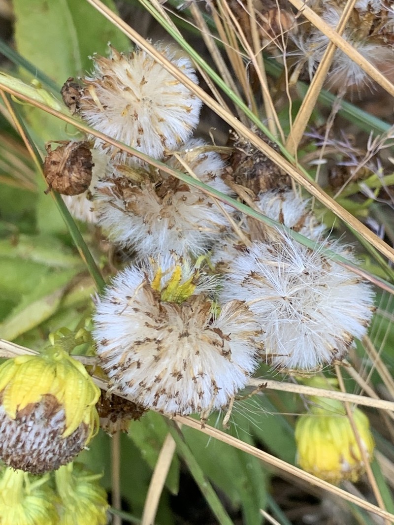 Senecio pascuiandinus photo 2