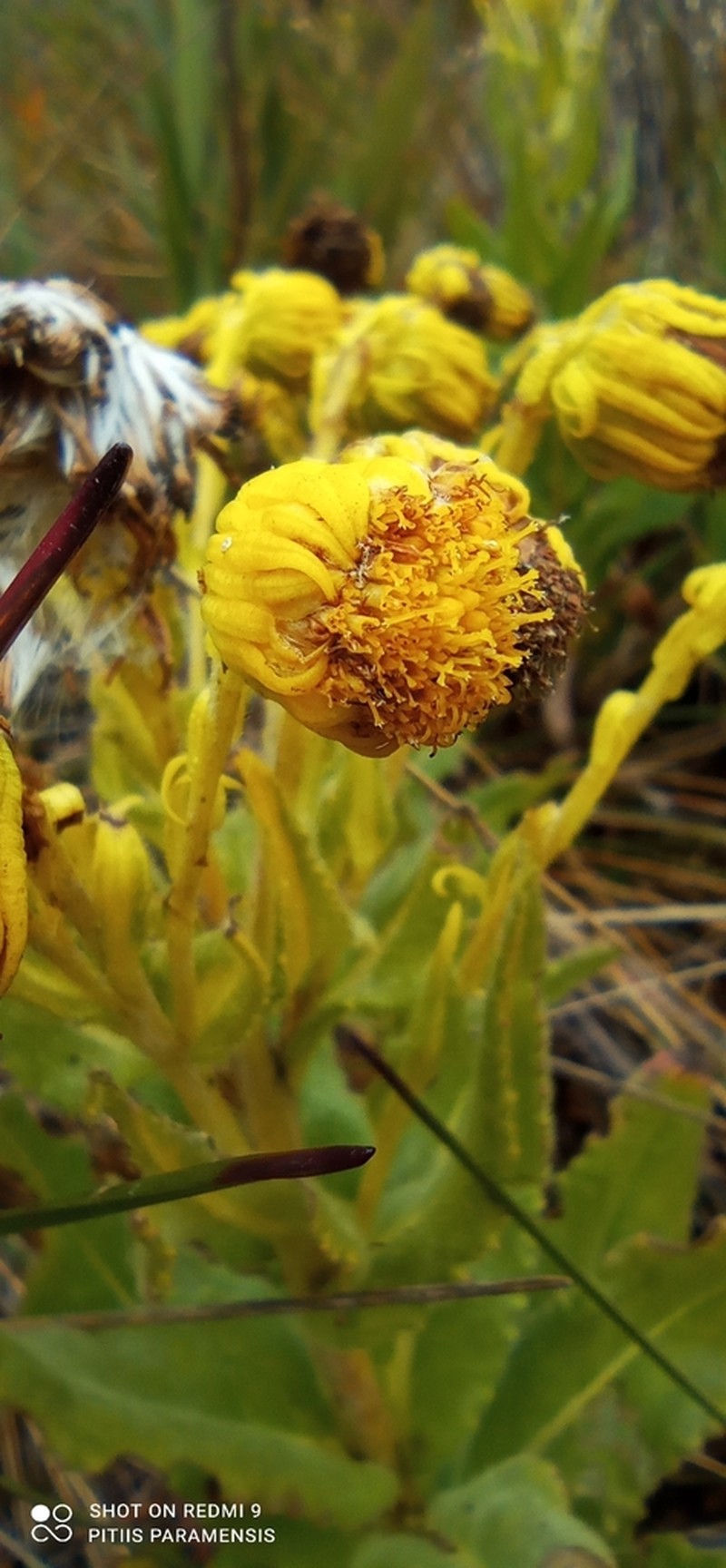 Senecio pascuiandinus photo 3