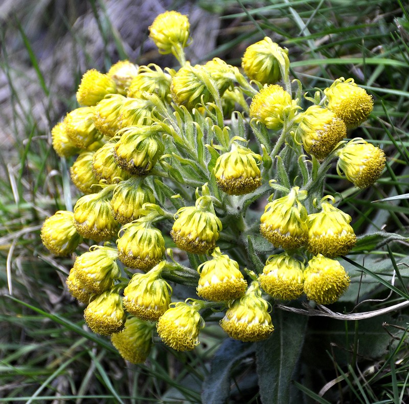 Senecio pascuiandinus photo 4
