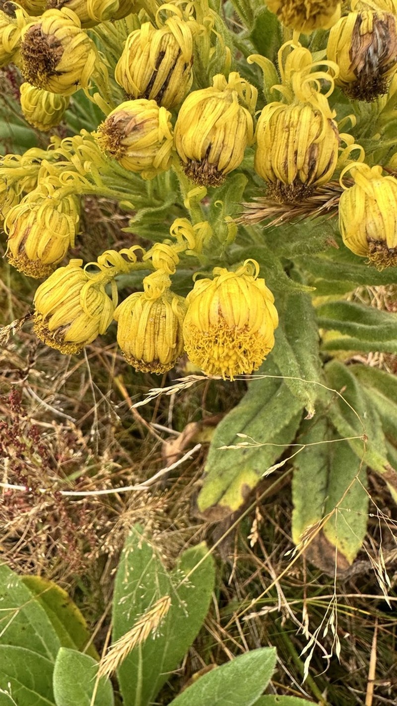 Senecio pascuiandinus photo 5