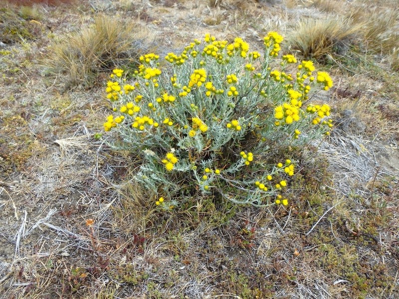 Senecio patagonicus photo 2