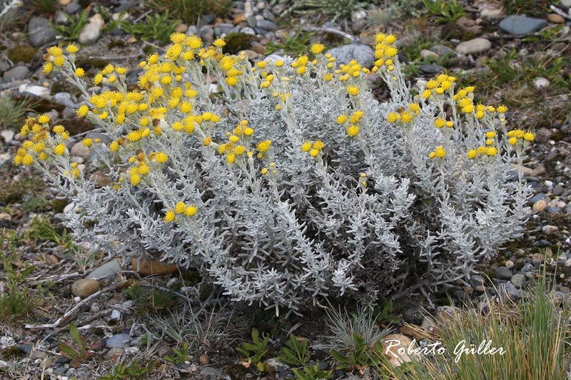 Senecio patagonicus photo 3