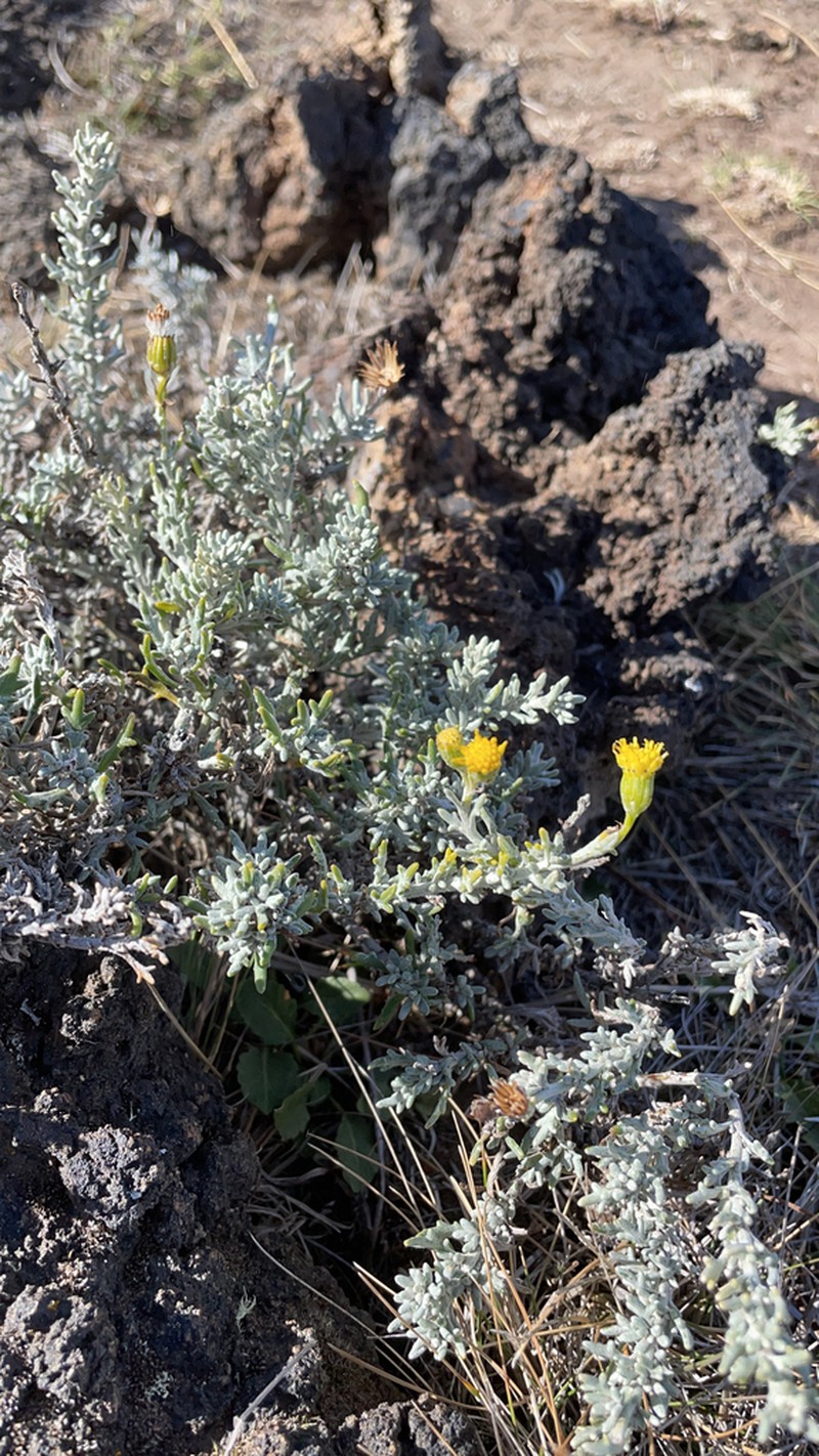 Senecio patagonicus photo 4