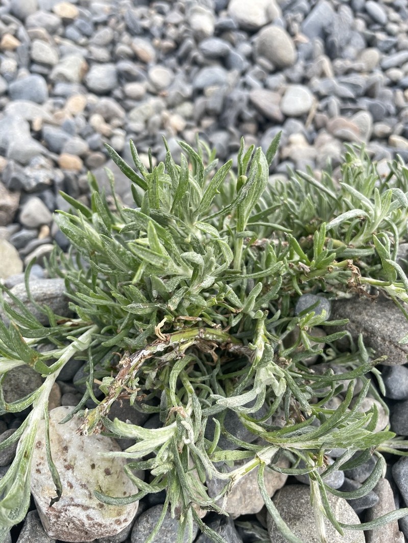 Senecio patagonicus photo 5