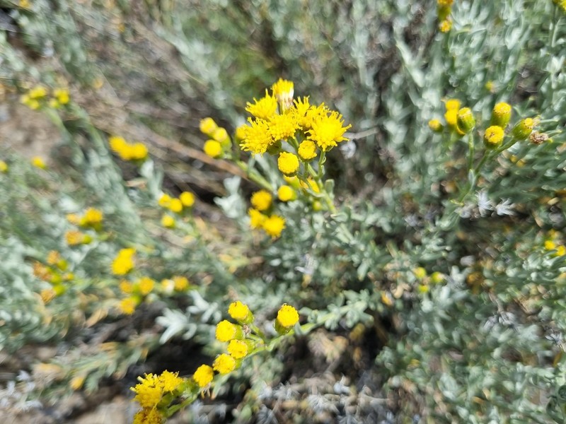 Senecio patagonicus photo 6