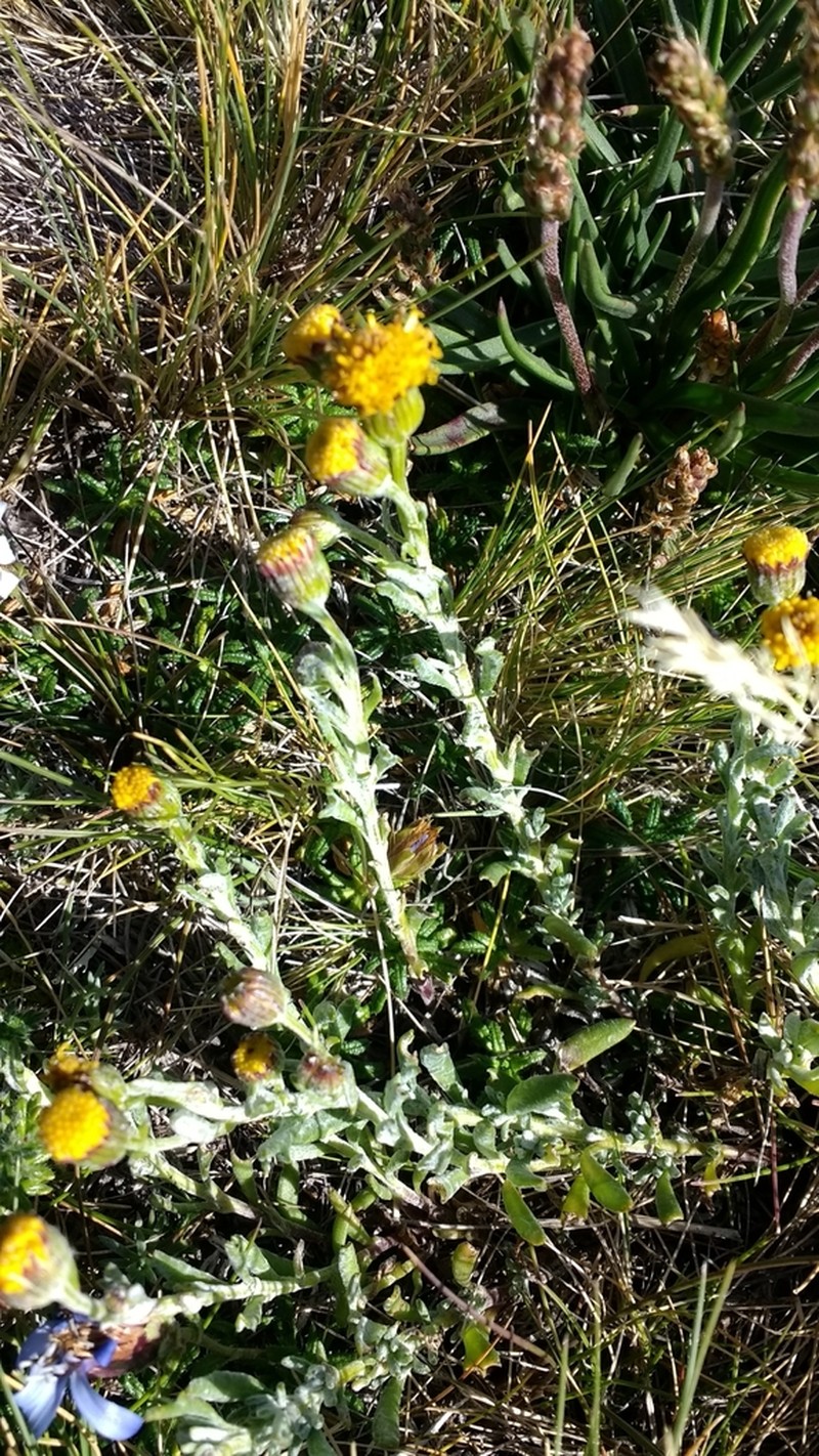 Senecio patagonicus photo 7