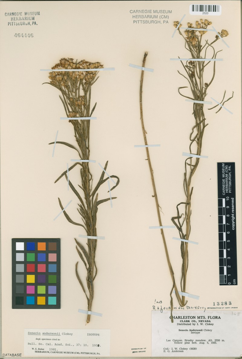 Senecio patagonicus var. andersonii