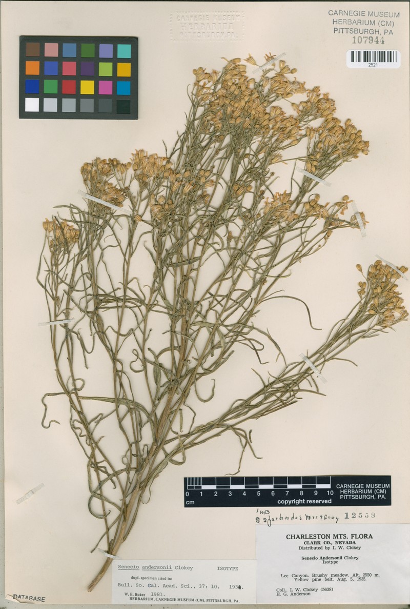 Senecio patagonicus var. andersonii photo 2