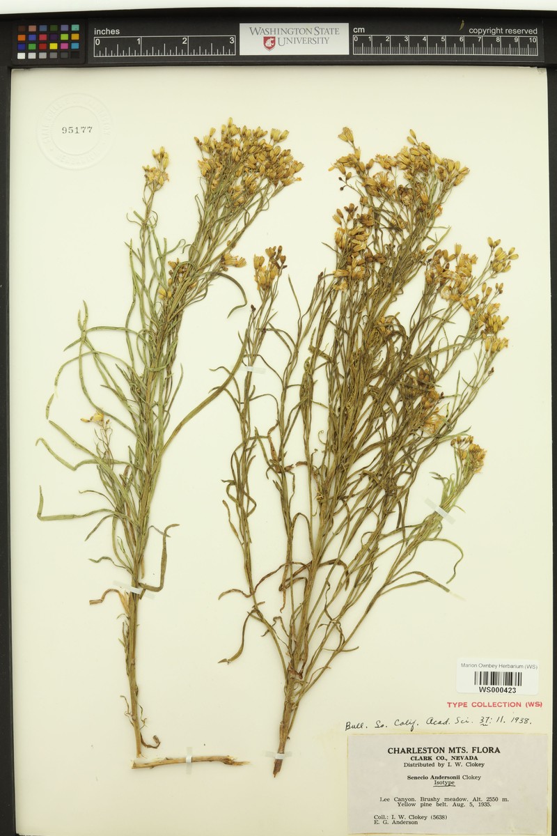 Senecio patagonicus var. andersonii photo 3