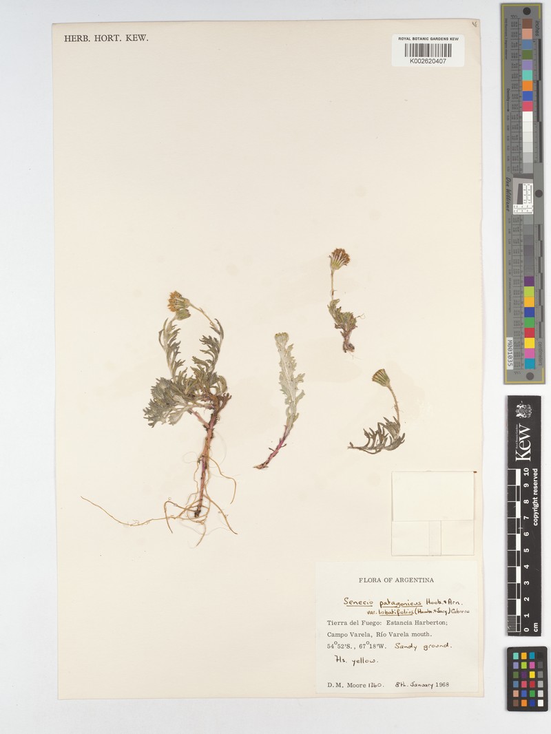 Senecio patagonicus var. lobatifolius