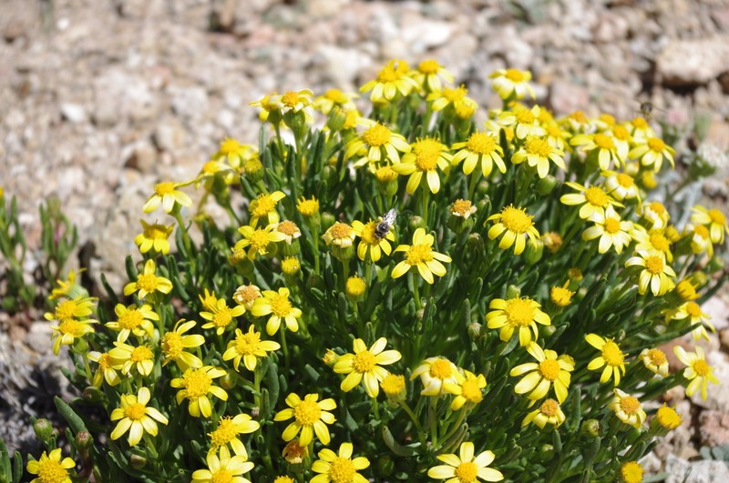 Mono Ragwort photo 2