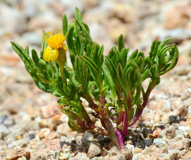 Mono Ragwort photo 3