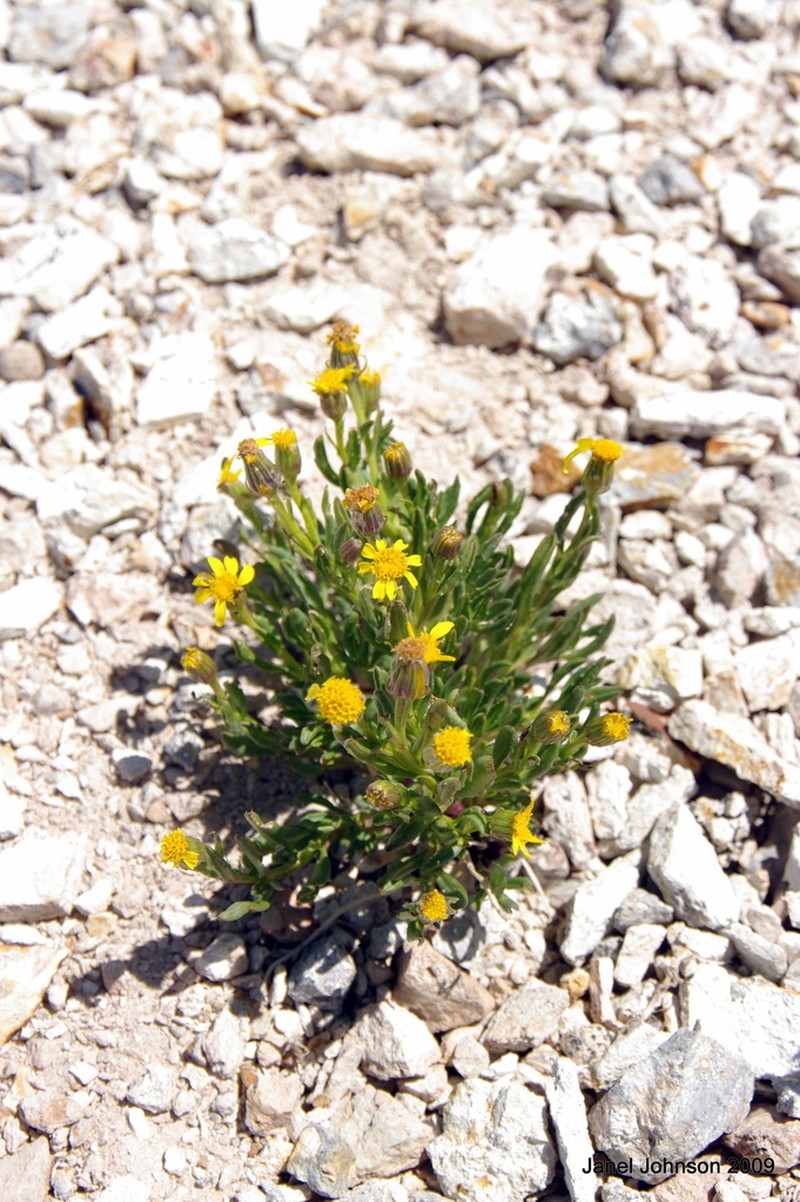 Mono Ragwort photo 4
