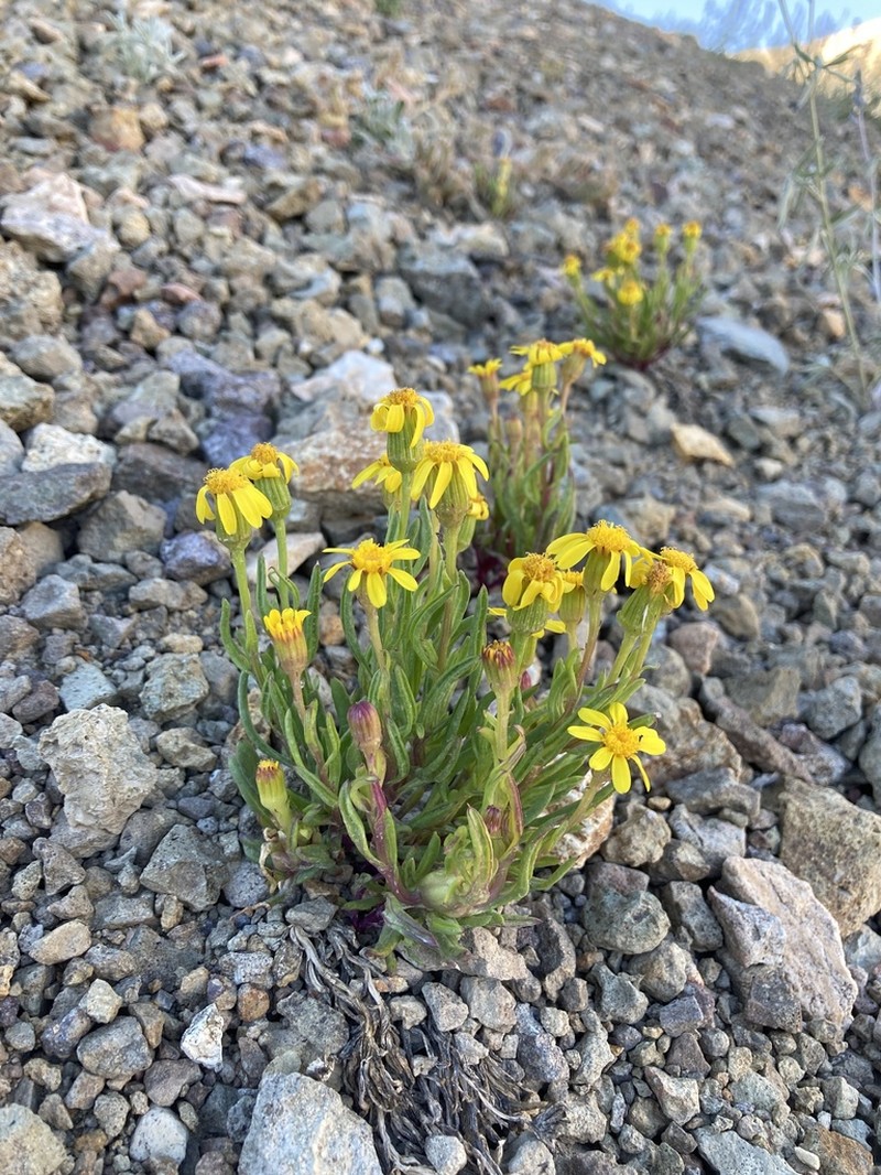Mono Ragwort photo 5