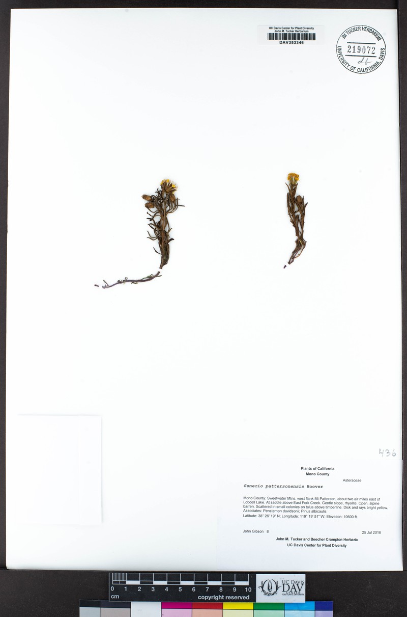 Mono Ragwort photo 7