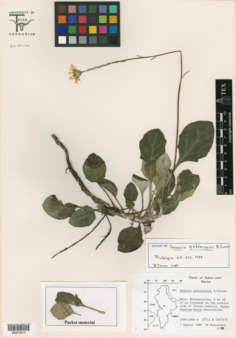 Senecio pattersonii