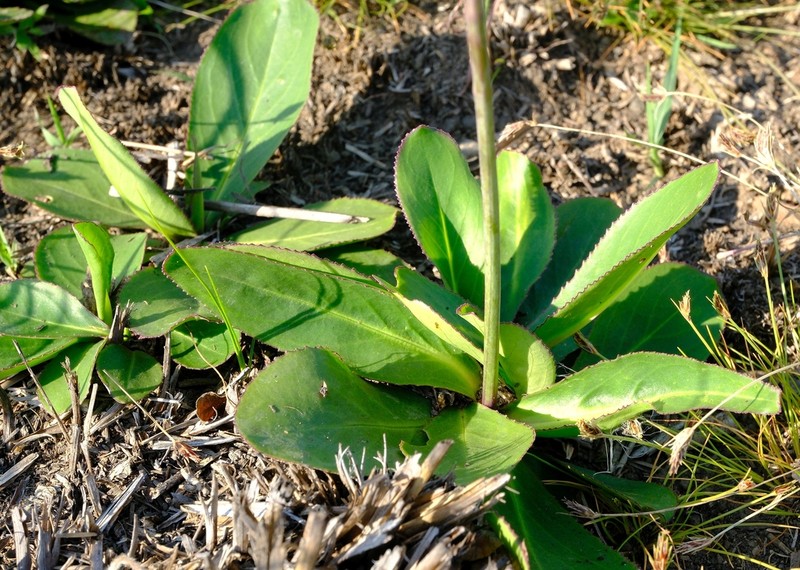 Senecio paucicalyculatus