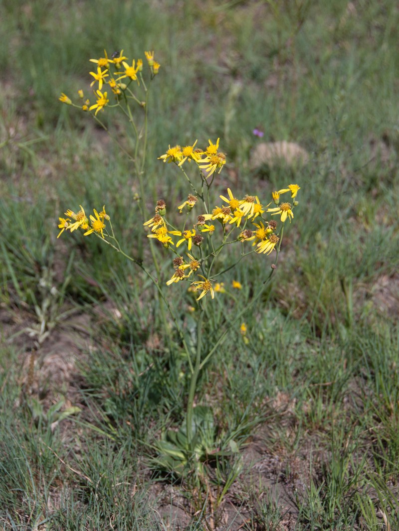 Senecio paucicalyculatus photo 2