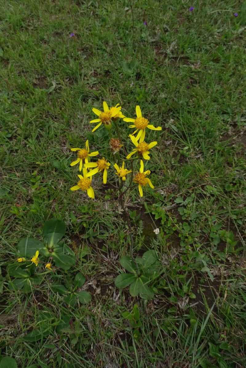 Senecio paucicalyculatus photo 3