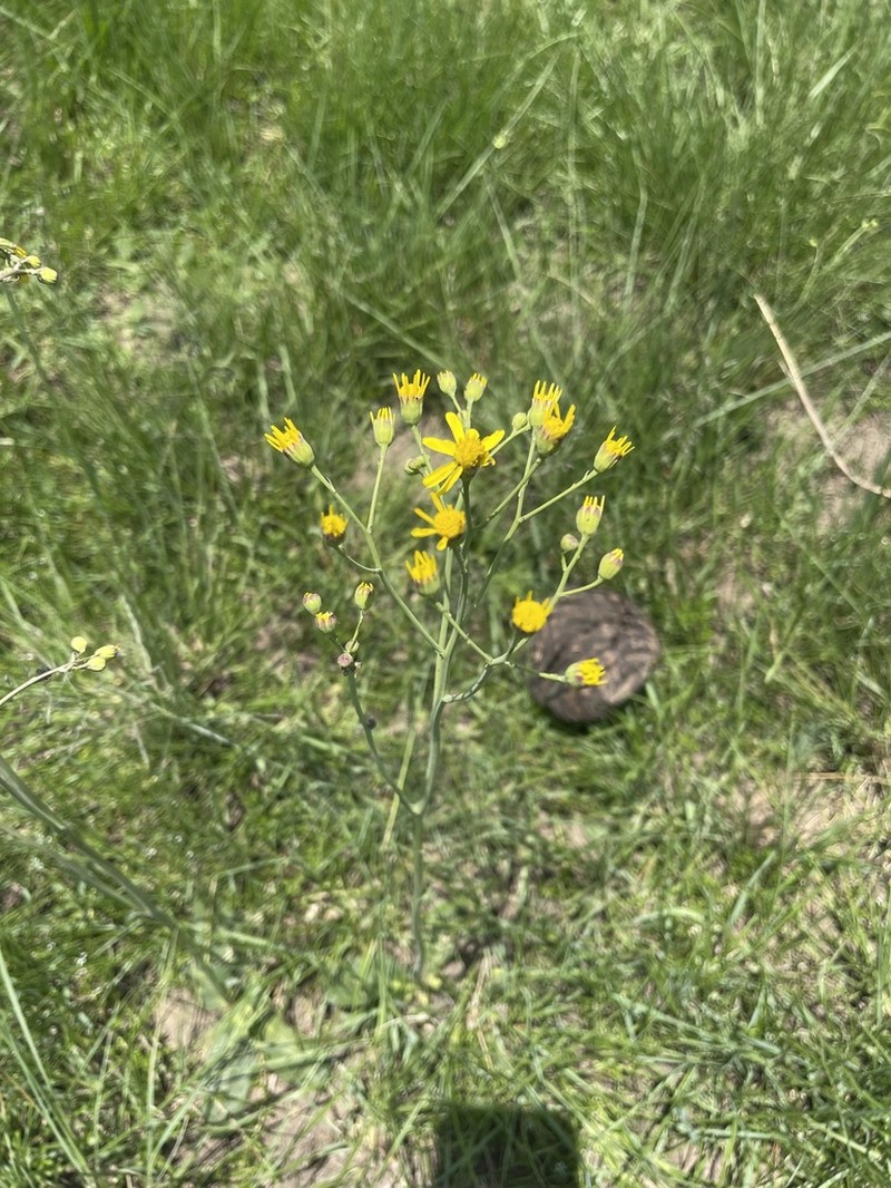 Senecio paucicalyculatus photo 4