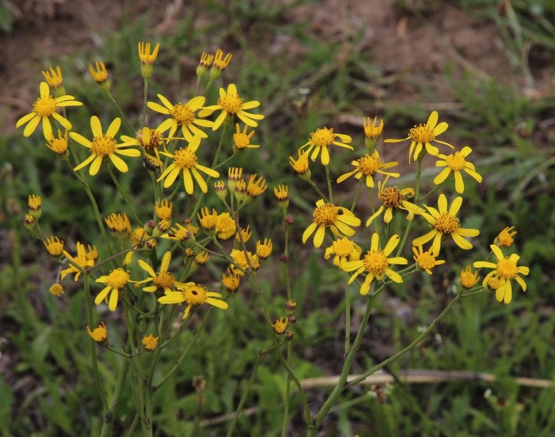 Senecio paucicalyculatus photo 5