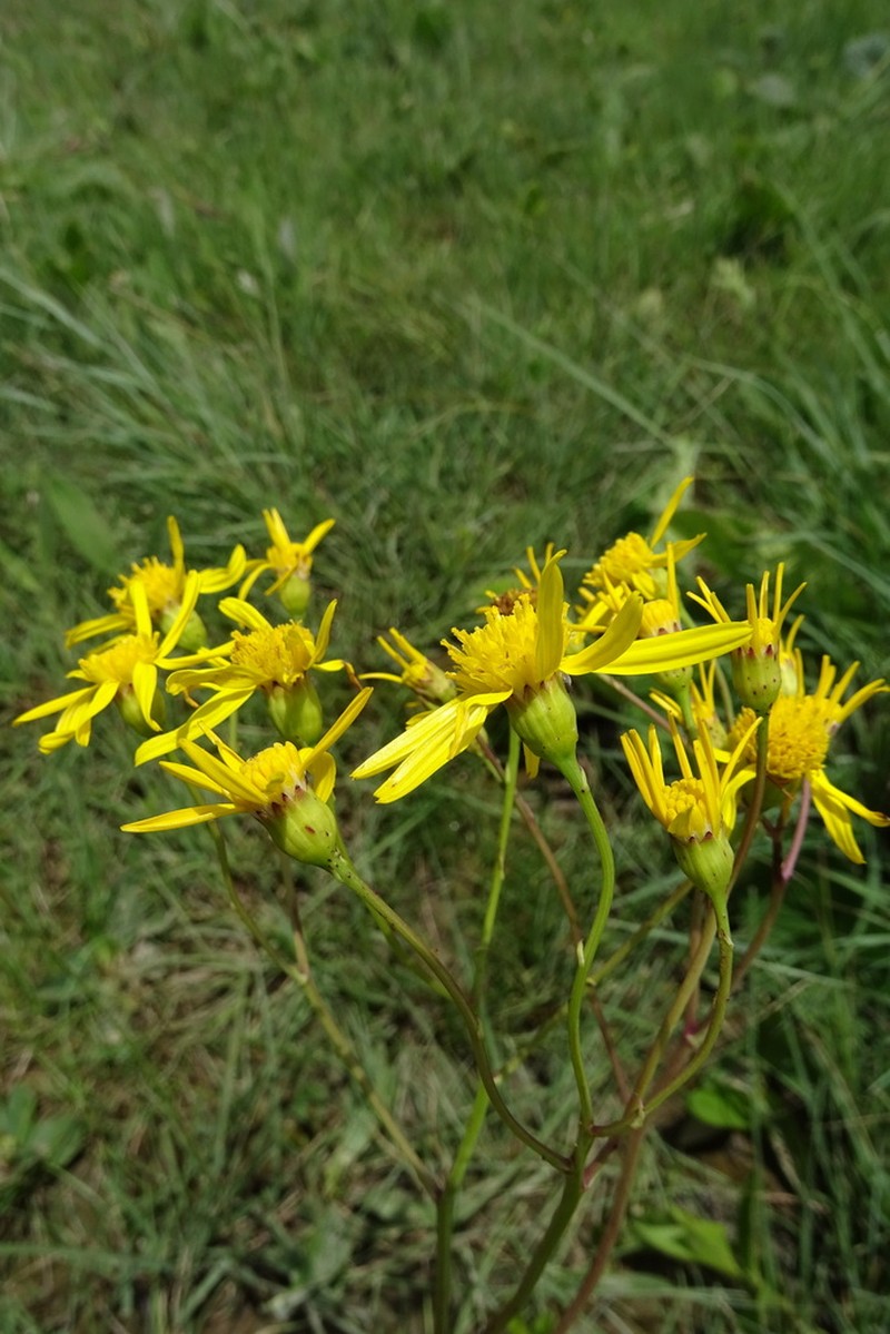 Senecio paucicalyculatus photo 6